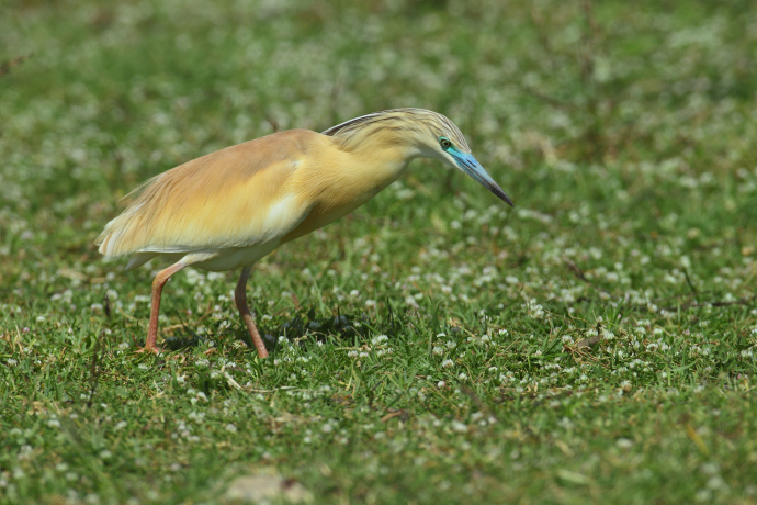 Crabier chevelu